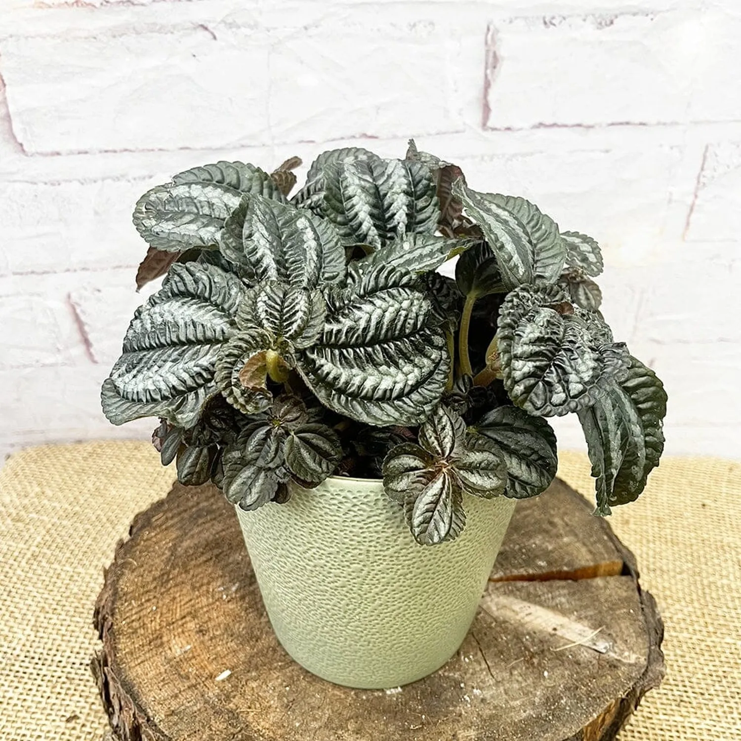 20 - 30cm Pilea Norfolk 12cm Pot House Plant