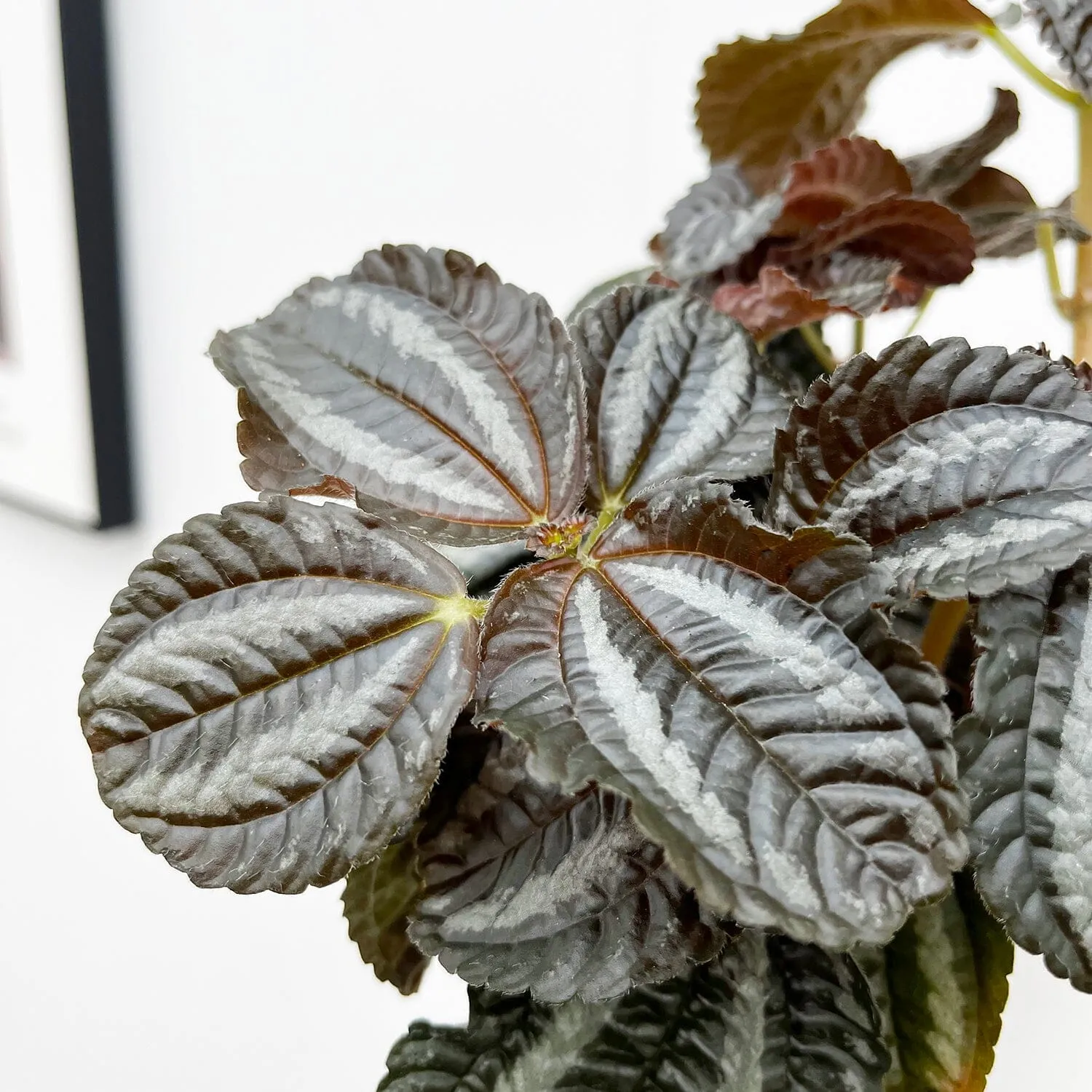 20 - 30cm Pilea Norfolk 12cm Pot House Plant