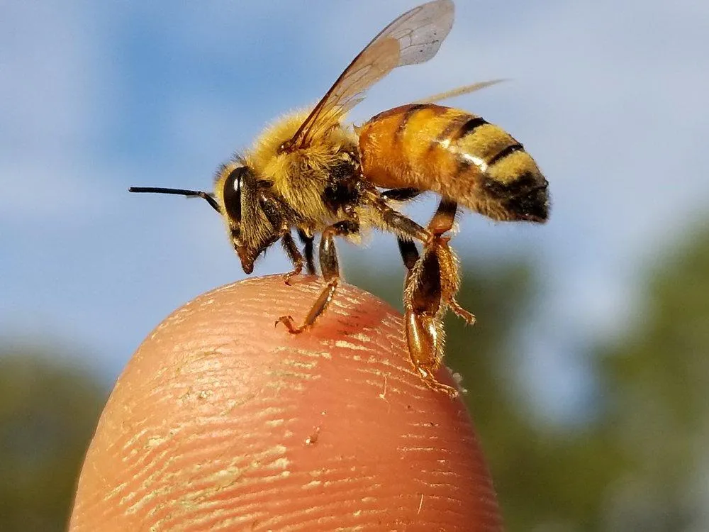 Bee School - One Day Class