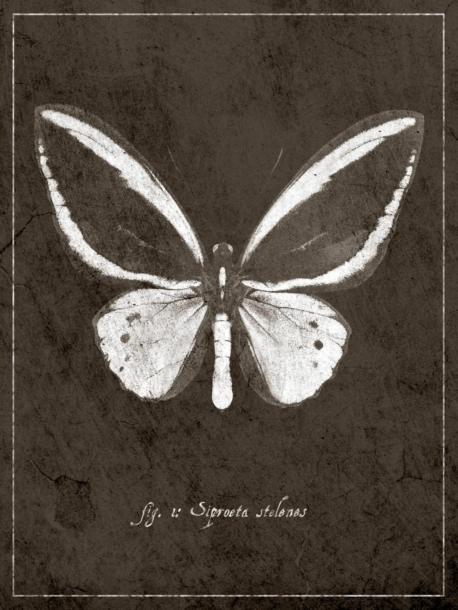 Butterfly I