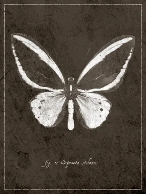 Butterfly I