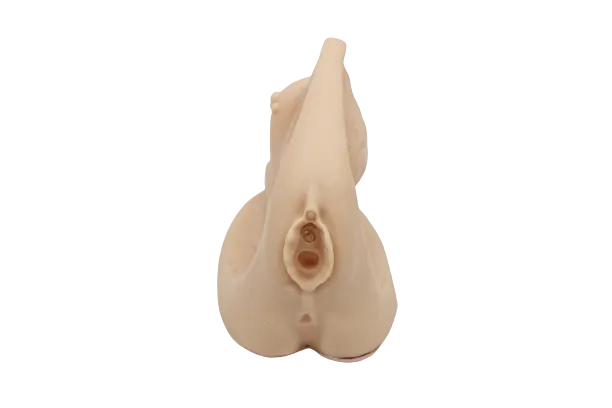 XC332-C Advanced Female Internal & External Genital Organs